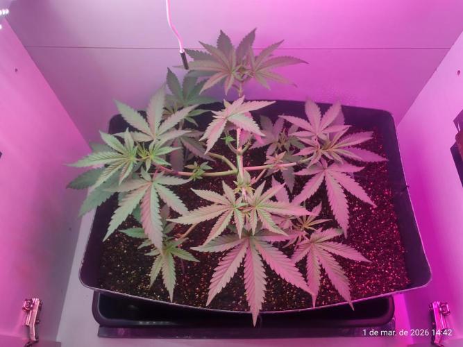 Skittles Pie. Week 7