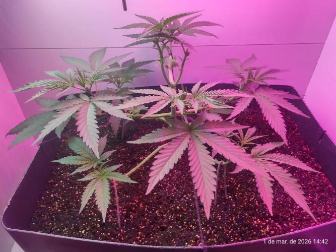 Skittles Pie. Week 7