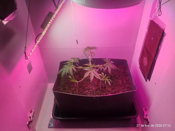 Skittles Pie. Week 7