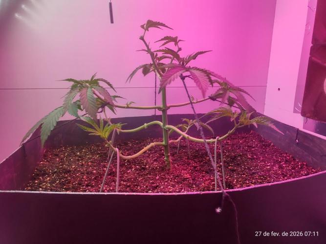 Skittles Pie. Week 7
