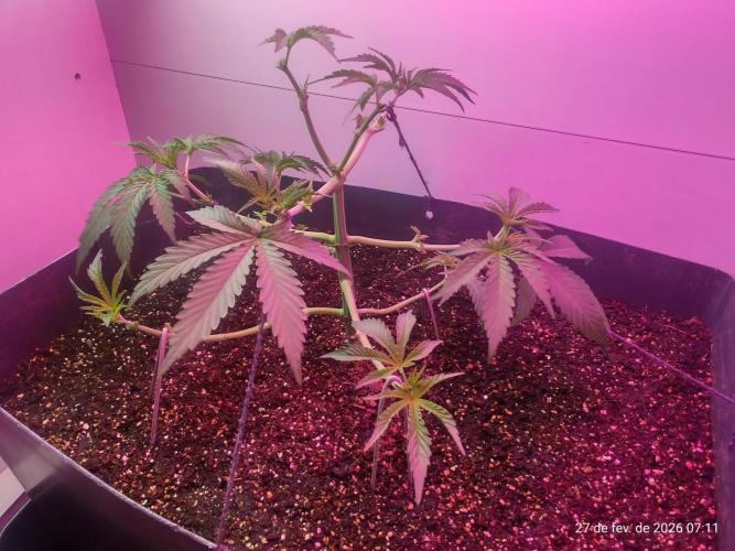 Skittles Pie. Week 7