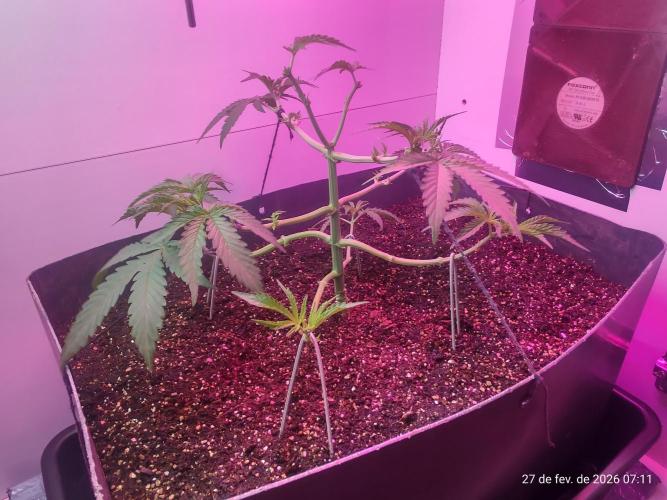 Skittles Pie. Week 7
