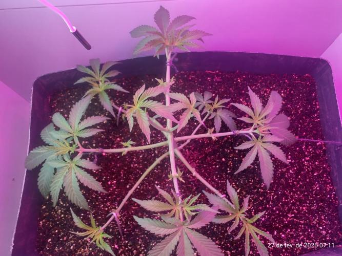 Skittles Pie. Week 7