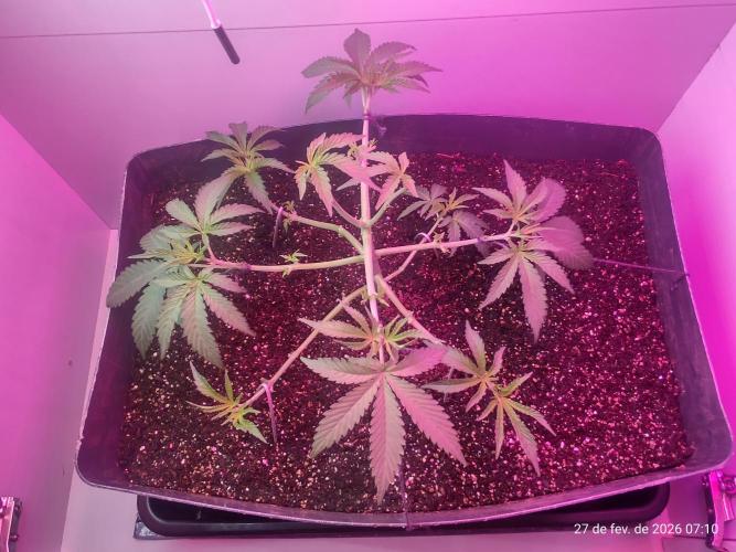 Skittles Pie. Week 7