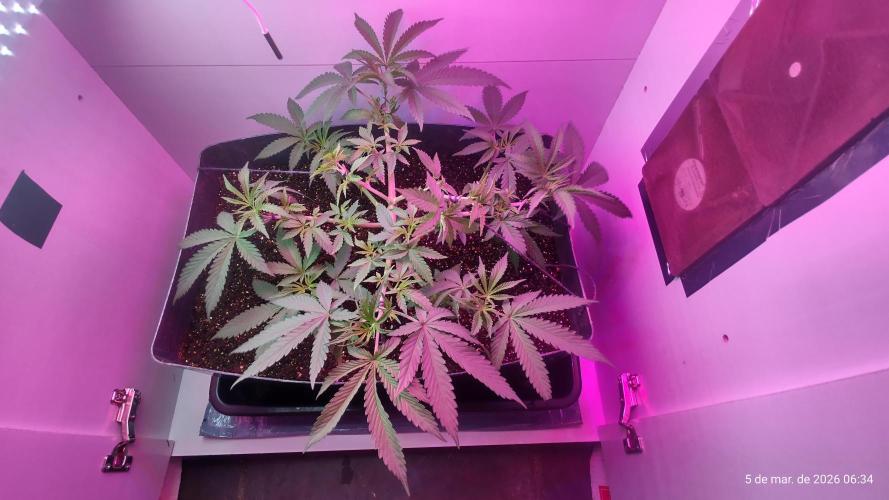 Skittles Pie. Week 7