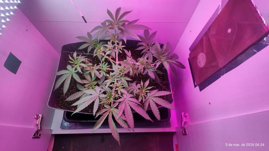 Skittles Pie. Week 7