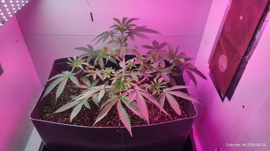 Skittles Pie. Week 7