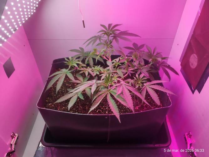 Skittles Pie. Week 7