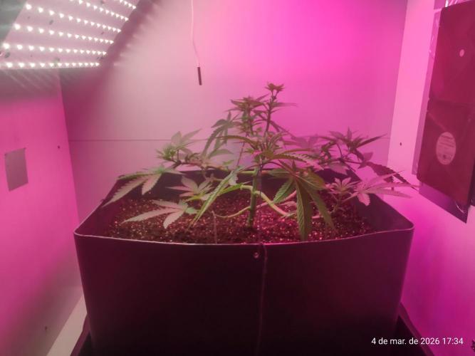 Skittles Pie. Week 7