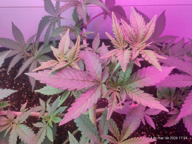Skittles Pie. Week 7