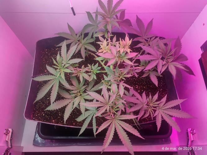 Skittles Pie. Week 7