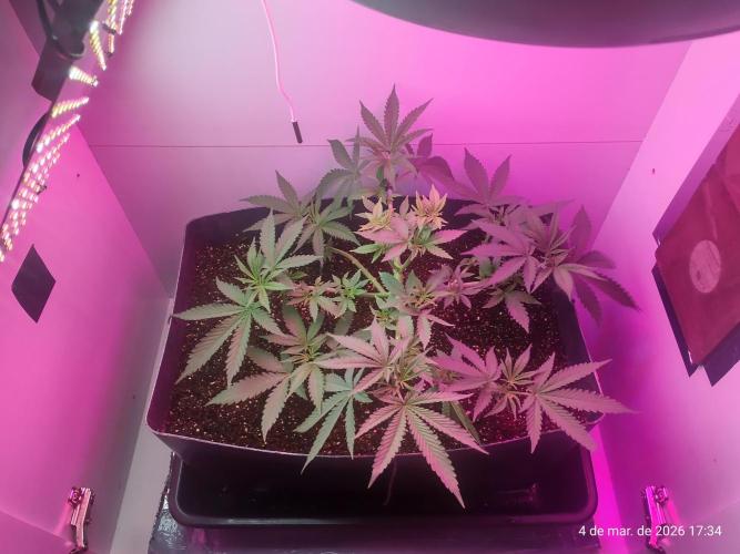 Skittles Pie. Week 7