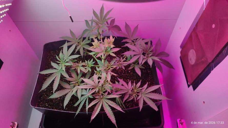 Skittles Pie. Week 7