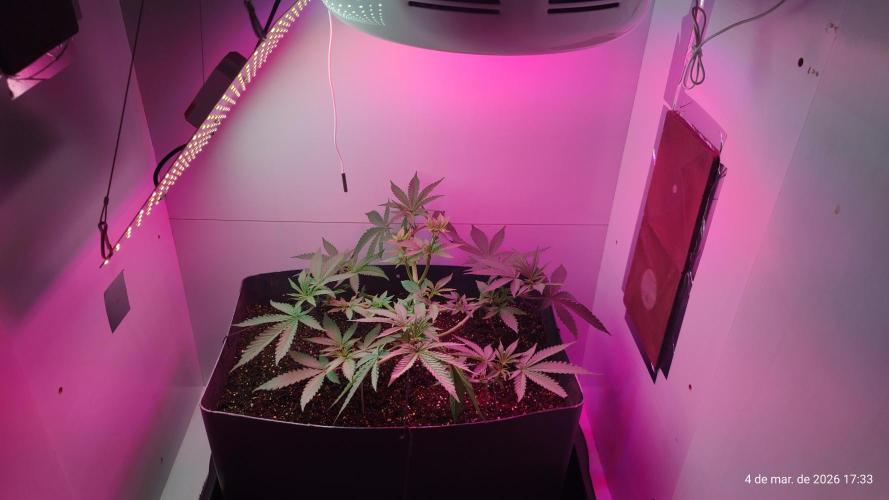 Skittles Pie. Week 7