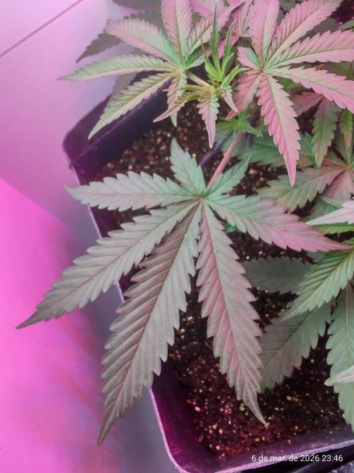 Skittles Pie. Week 7