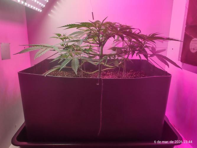 Skittles Pie. Week 7