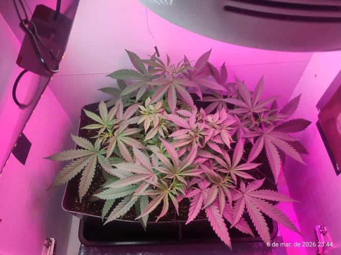Skittles Pie. Week 7