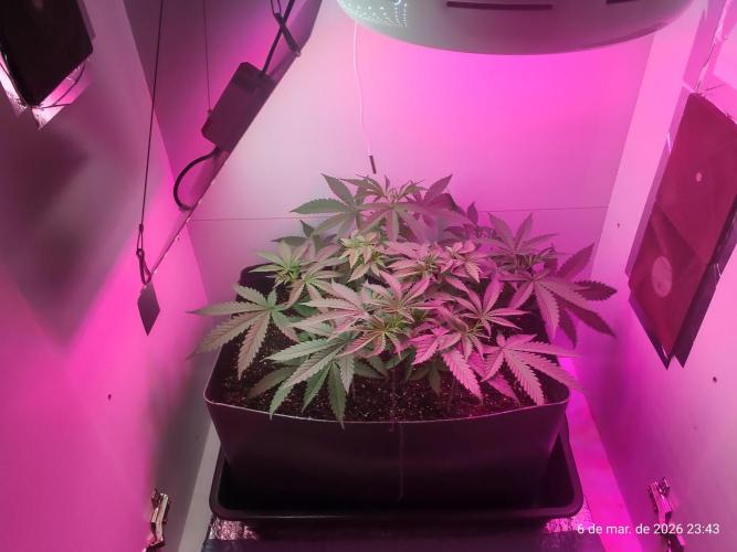 Skittles Pie. Week 7