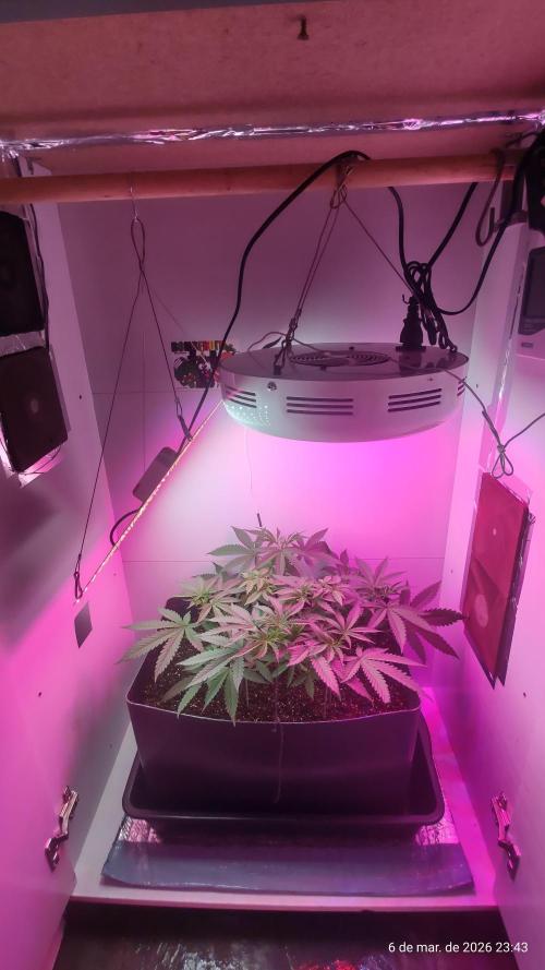 Skittles Pie. Week 7
