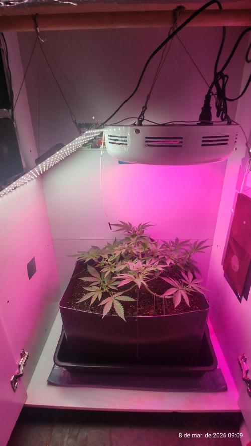 Skittles Pie. Week 8