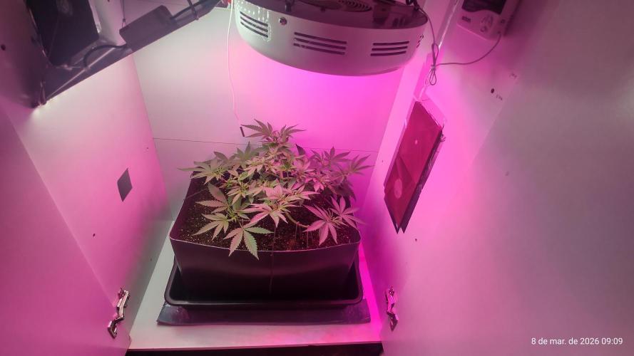Skittles Pie. Week 8