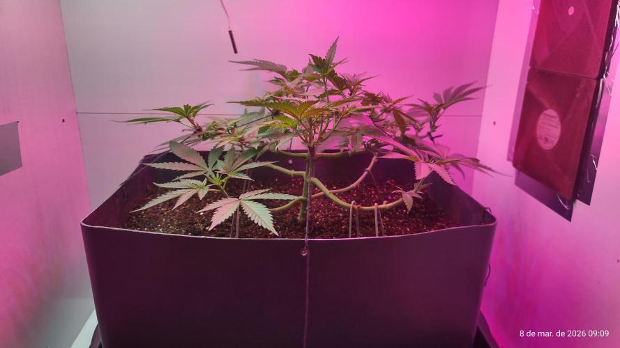 Skittles Pie. Week 8