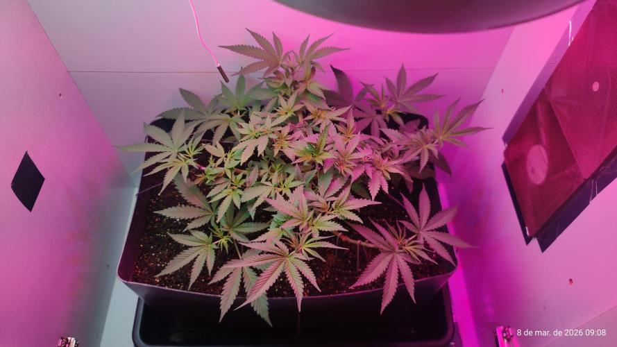Skittles Pie. Week 8