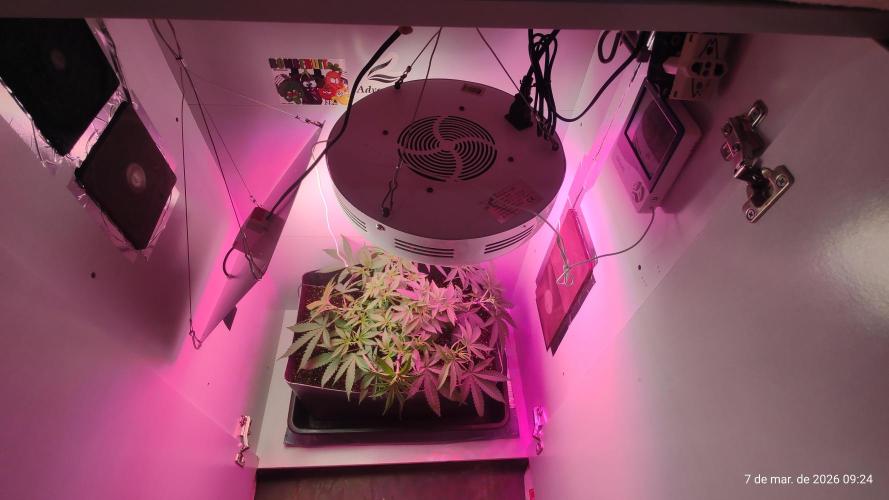 Skittles Pie. Week 8