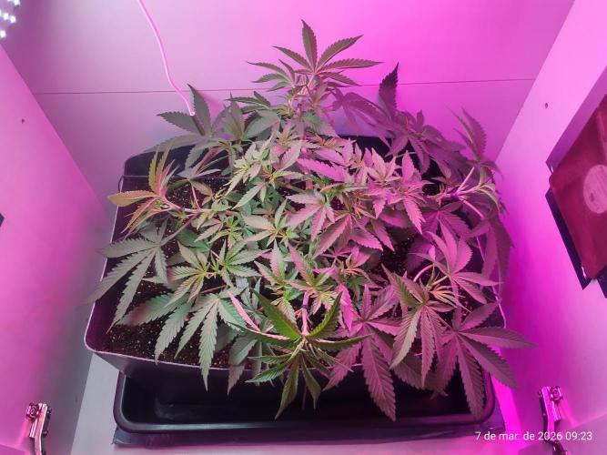 Skittles Pie. Week 8