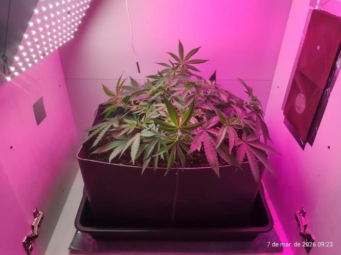 Skittles Pie. Week 8