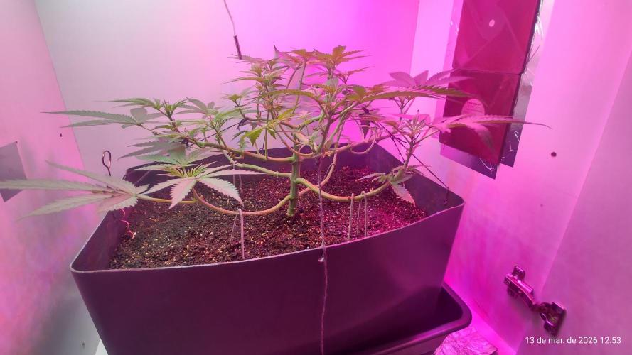 Skittles Pie. Week 8
