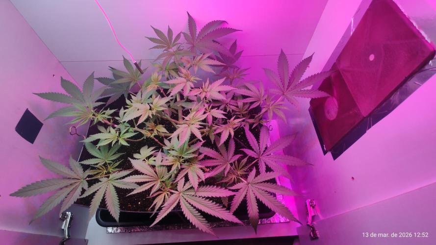 Skittles Pie. Week 8