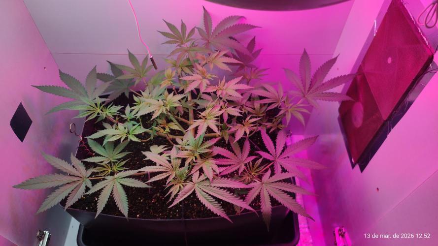 Skittles Pie. Week 8