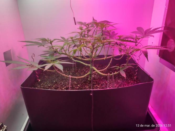 Skittles Pie. Week 8