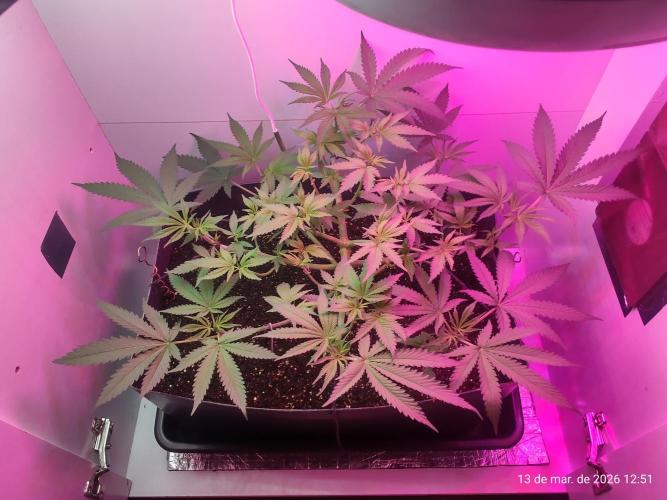 Skittles Pie. Week 8