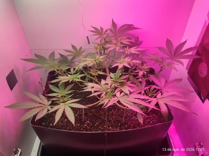 Skittles Pie. Week 8