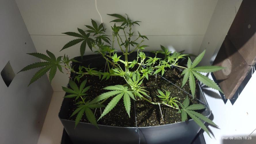 Skittles Pie. Week 8