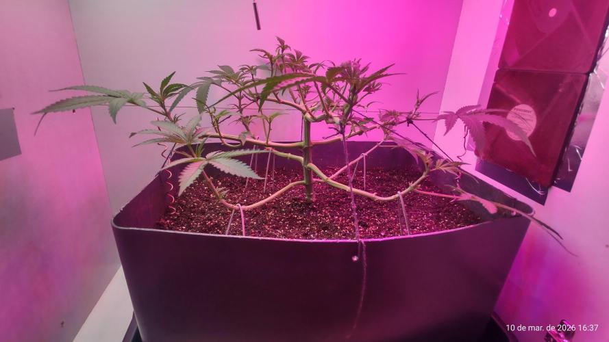 Skittles Pie. Week 8