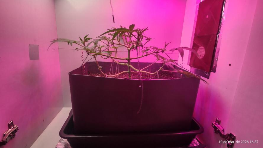Skittles Pie. Week 8