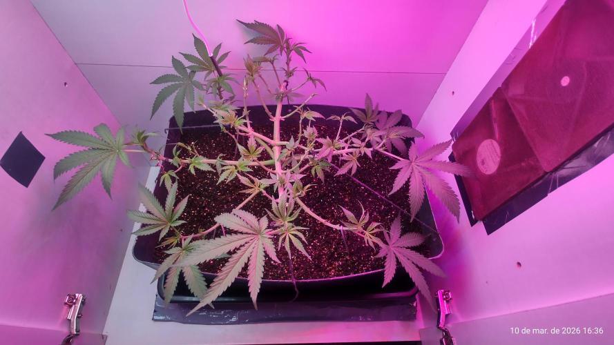 Skittles Pie. Week 8