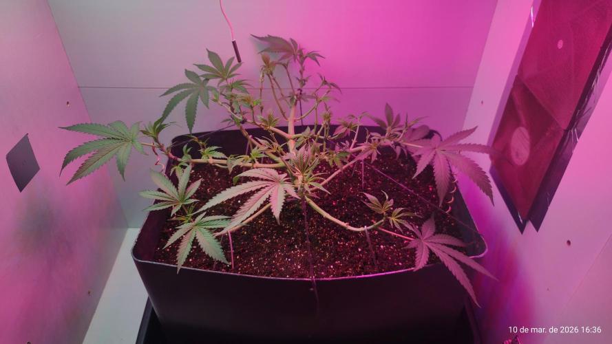 Skittles Pie. Week 8
