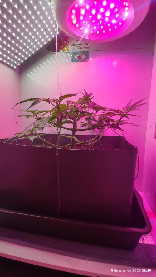 Skittles Pie. Week 8