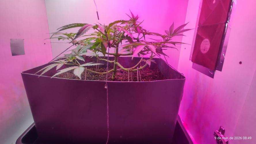 Skittles Pie. Week 8