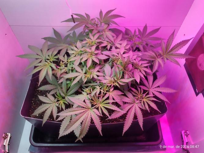 Skittles Pie. Week 8