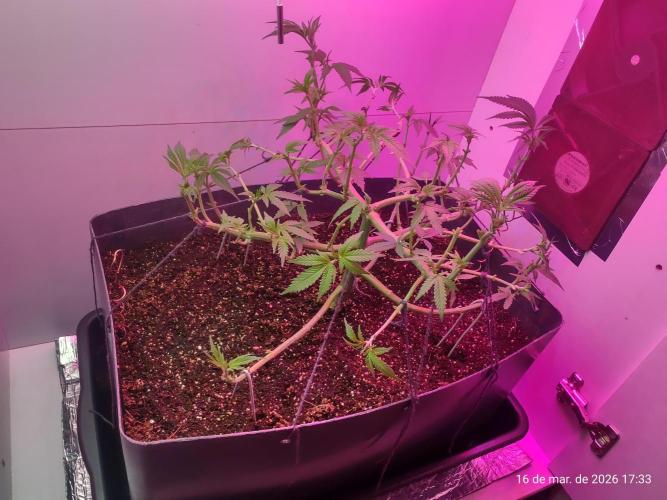 Skittles Pie. Week 9