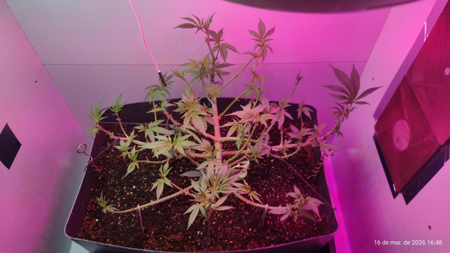 Skittles Pie. Week 9