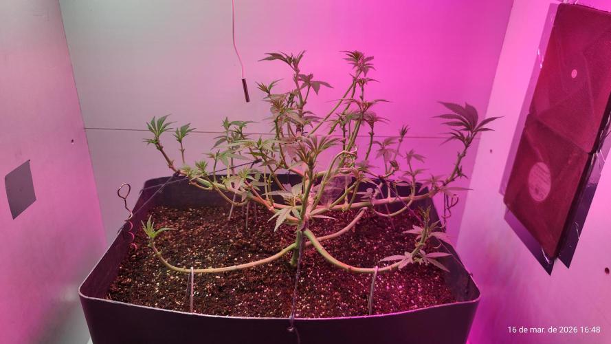 Skittles Pie. Week 9