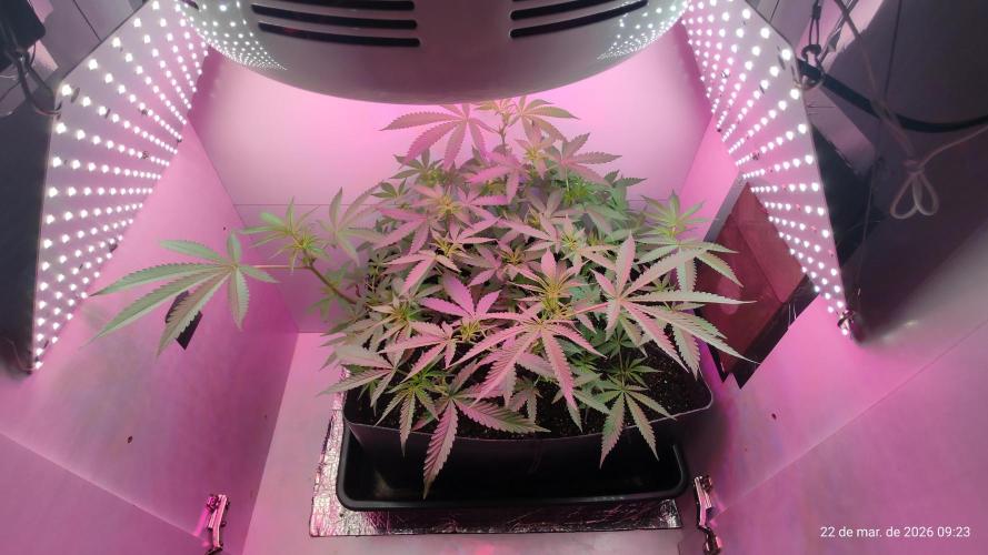Skittles Pie. Week 9