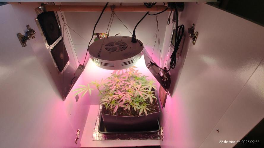 Skittles Pie. Week 9