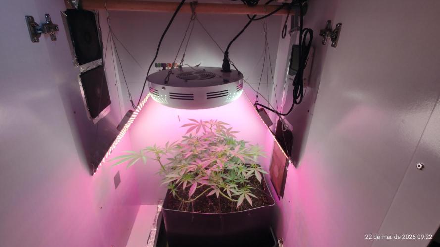 Skittles Pie. Week 9